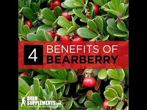 Video: Bearberry - Nützliche Eigenschaften Und Sammlung Von Bearberry. Bearberry Gegen Blasenentzündung, Infusion Und Andere Zubereitungen Von Bearberry