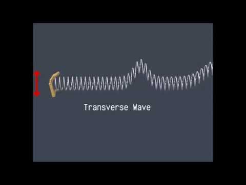 Comparison Between Transverse And Longitudinal Wave