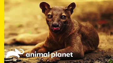 The Fabulous Fossa: Madagascar's Greatest Predator