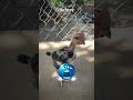 top quality aseel murga #aseelmurga #birds #rooster #pets #shorts