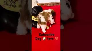 dog 🐶 lover ❤️ and #shorts #dog #sex #xxx