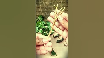 The process of cutting small branches neatly using sharp scissors #shorts