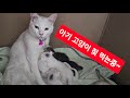 아기 고양이 젖먹이는 엄마 고양이 새끼들은 엄마 힘든 줄도 모르고~~ #고양이 #고양이숏츠 #냥이 #아기고양이 #고양이엄마 #모성애 #고양이힐링 #냥스타그램 #귀여운고양이