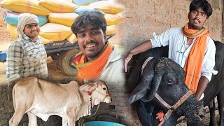 गाय भैंस के लिए भुसा इकठ्ठा करना पड़ा दुसरे गांव से | Bipin Singh | Pashupalan | Cow Farm