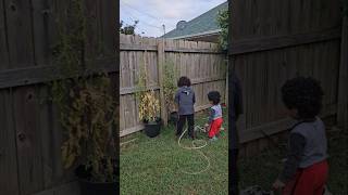 Watering The Tomatoes Of Auntie Its Drying Already