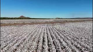 Cotton fields in Kununurra