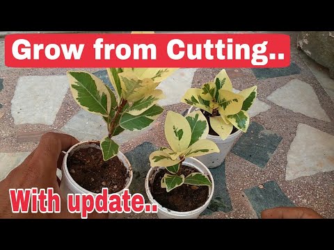 Video: Reproduktion Af Ficus Ved Stiklinger Derhjemme (13 Fotos): Hvordan Plantes En Ficus Med Et Skud Og Rod Et Skud Uden Rødder? Hvordan Tager Man En Stilk Korrekt?