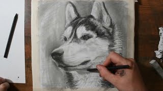 how to draw a husky with pastel pencils real time drawing