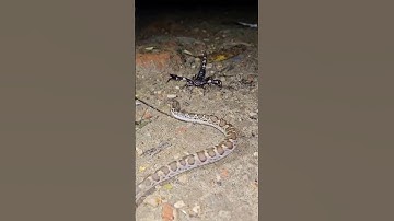 Clash of Venoms: Scorpion vs Snake – A Battle for Survival! #shorts #ytshorts #snake #viralshorts