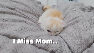 What a Kitten Does to Miss Its Mother