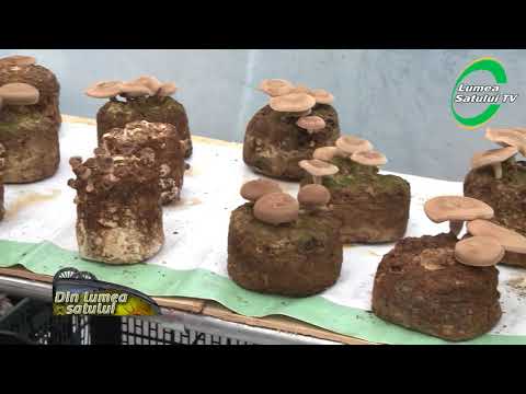 Video: Proprietăți Utile Ale Ciupercilor Shiitake