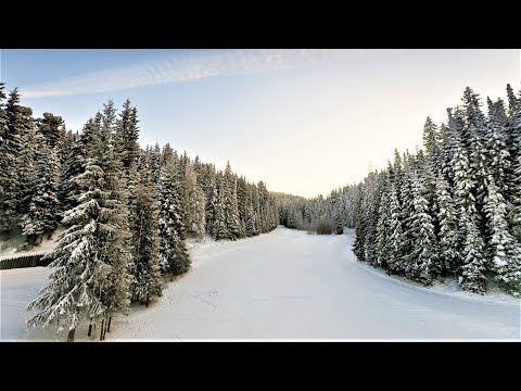 Что скрывает таинственный лес Ханты-Мансийска?