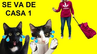 Gatos Luna y Estrella reaccionando a Lola que se va de casa CAP 1 / Videos de gatitos