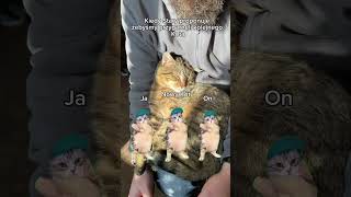 Nowy kot😈 śmieszne koty, #kota #śmieszne #shorts #memes #cat #humor #animals