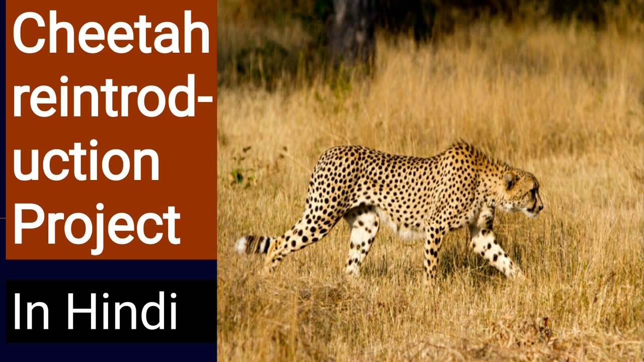 Cheetah reintroduction Project, Madhya Pradesh seeks to revival of