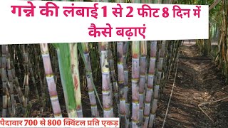 गन्ने की लंबाई 1 से 2 फीट 8 दिन में कैसे बढ़ाएं । गन्ने की लंबाई कैसे बढ़ाएं । Sugarcane Height