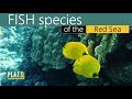 FISH species of the RED SEA -  Рыбы в Красном море