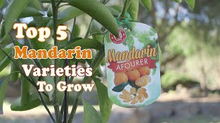 Top 5 Mandarin Varieties To Grow