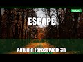 Autumn Forest Walk | Acoustic Guitar & Nature Sounds | 25 Minutes