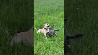 Greyhound & Labrador Playing