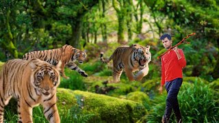 Lion Attack Man In Forest |Lion |Forest Jungli Tree | |Tiger Woods |