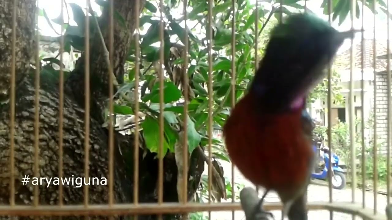 KACER Vs KOLIBRI, MANTAP untuk TERAPI Mental KACER, ISIAN untuk KACER BISU