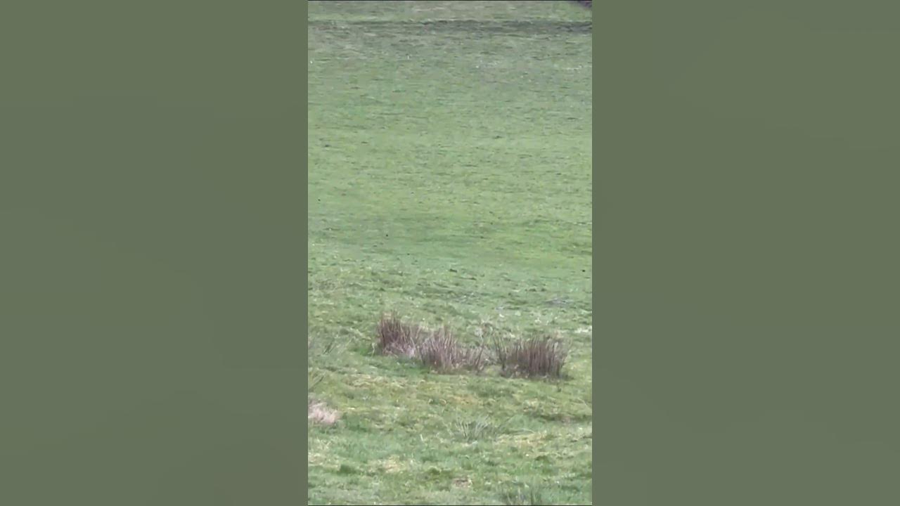 Imagine spending your Easter weekend being chased down by a flock of 37 sheep 💀