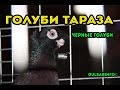 ДВУХЧУБЫЕ ЧЕРНЫЕ ГОЛУБИ (ЖУКИ) ► ГОЛУБИ ТАРАЗА ► ГОЛУБИ КАЗАХСТАНА ►  Pigeons ► doves ► dove