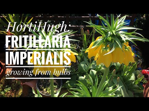 Video: Rypearter - Fritillaria, Sjælden I Vores Haver