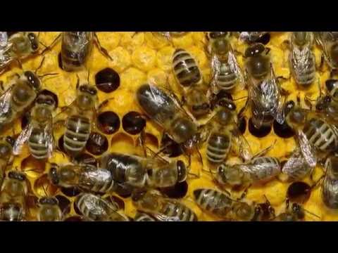 Бджолина цивілізація (коротко про бджіл)