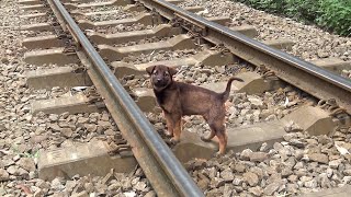 Clumsy woman found the homeless dog looking for grain dropped from train