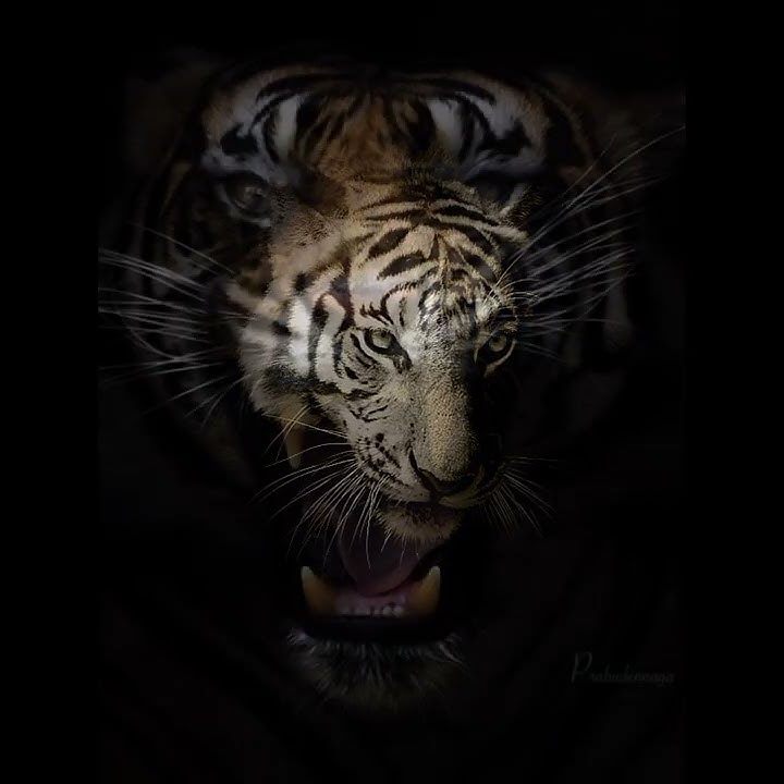 KATA KATA BIJAK SANG MACAN PUTIH