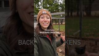 Entertain backyard chickens! #backyardchickens