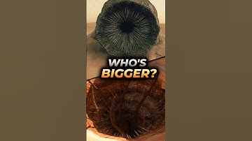 Is the SARLACC PIT or SANDWORM BIGGER?! Star Wars & Dune Content