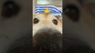 Soft And Wetto you Boop You Lose cutenessoverload