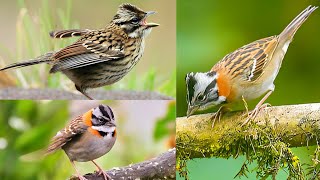 rufous-collared sparrow or Andean sparrow is an American sparrow found in a wide range of habitats