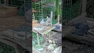 Сочи конная прогулка конные прогулки верховая езда верхом на лошади на лошадках лошадка лошадь конь