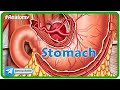 Anatomy of Stomach Animation: Blood supply, Venous drainage, Nerve supply , Histology & Development