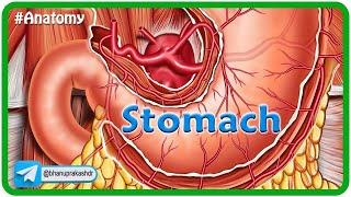 Anatomy of Stomach Animation: Blood supply, Venous drainage, Nerve supply , Histology & Development