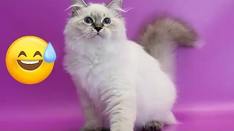 Watch the video about #cat Cat afraid funny videos 😂#video #funnycats #cat