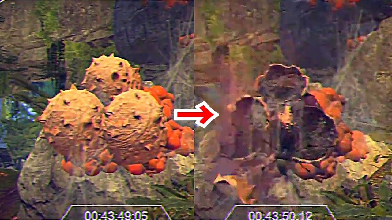 新マップ トロピック ここから蜘蛛が出現するけどキモすぎんか Apex Youtube 新マップ トロピック ここから蜘蛛が出現するけどキモすぎんか Apex Youtube