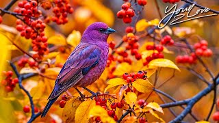 картинка: лечебная музыка для сердца и сосудов 🌿 Нежная музыка, успокаивает нервную систему и радует душу #155