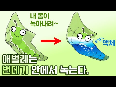 충격적인 애벌레의 변태과정