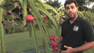 Dragon Fruit - Tropical Fruit Growers of South Florida