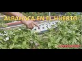 Albahaca en el Huerto