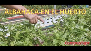 Albahaca en el Huerto