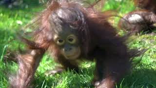 Baby Orangutan Jolene Learns To Climb