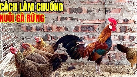 cách làm chuồng nuôi gà rừng tai trắng,rừng rặc ,gà rừng f1 ,gà rừng f2