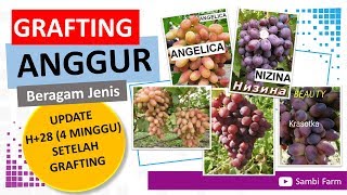 Update Grafting Anggur H+28 (4 Minggu) di Sambi Farm