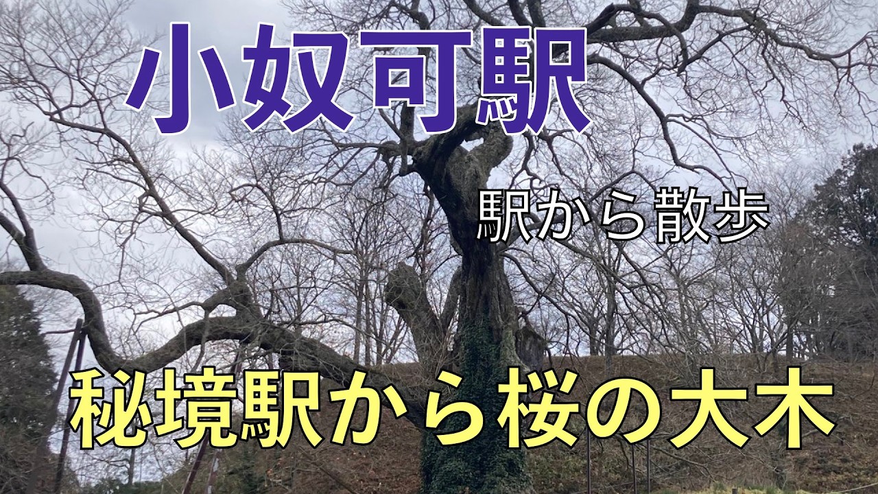 A large cherry tree from Hikyo Station [Onuka Station, a walk from